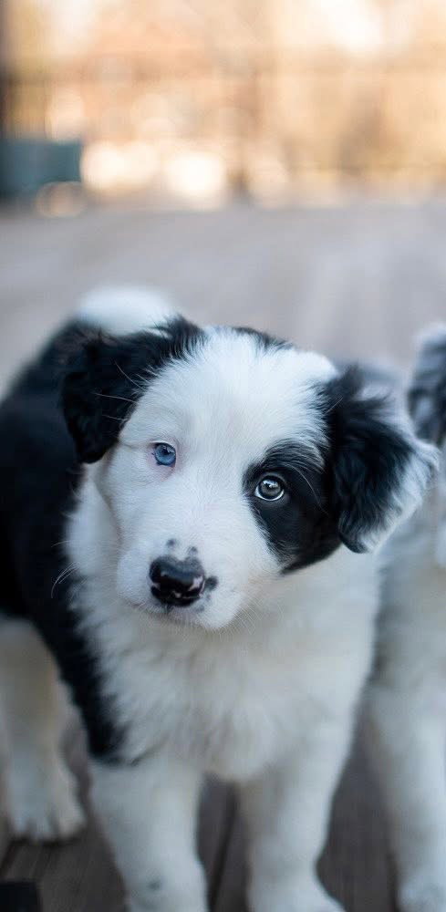 Timberlake, an adoptable Border Collie in Germantown, OH