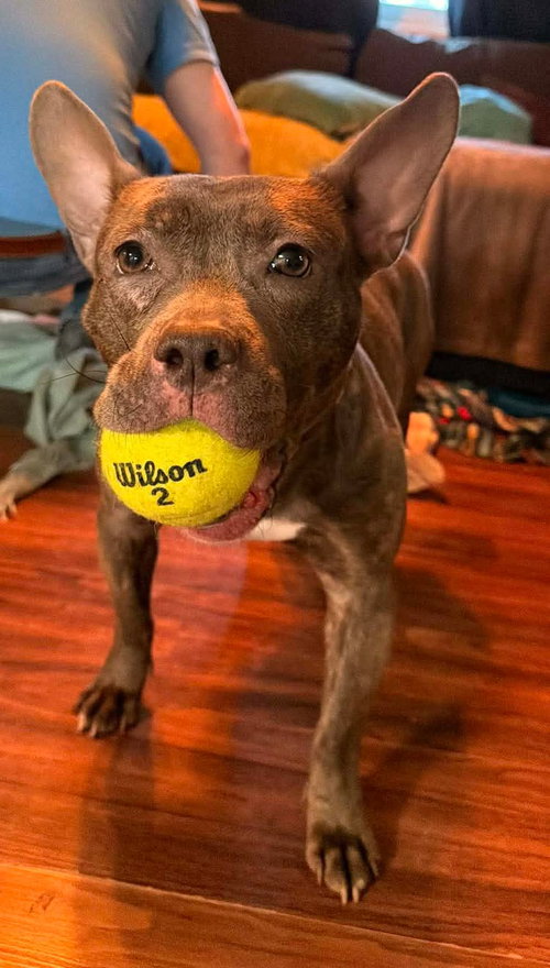 Choo Choo, an adoptable American Pit Bull Terrier in Germantown, OH