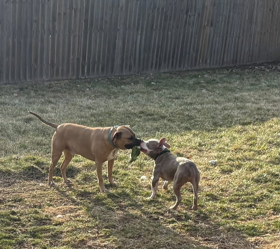 Ears McGee