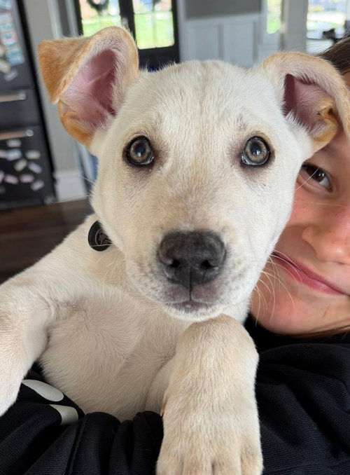 Greenwich, an adoptable Husky in Germantown, OH