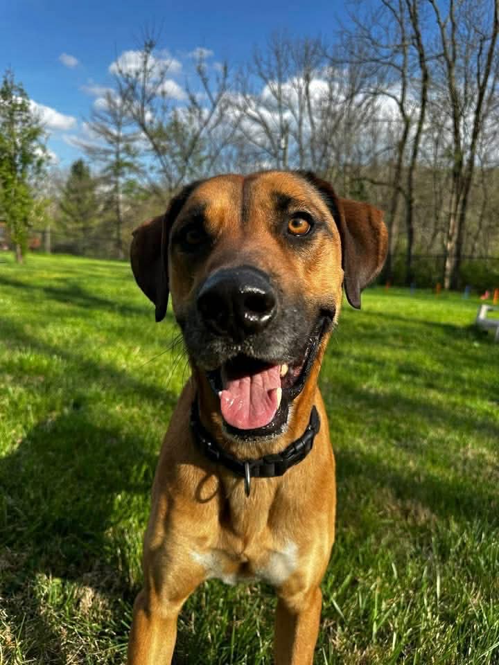 Duke, photo 8