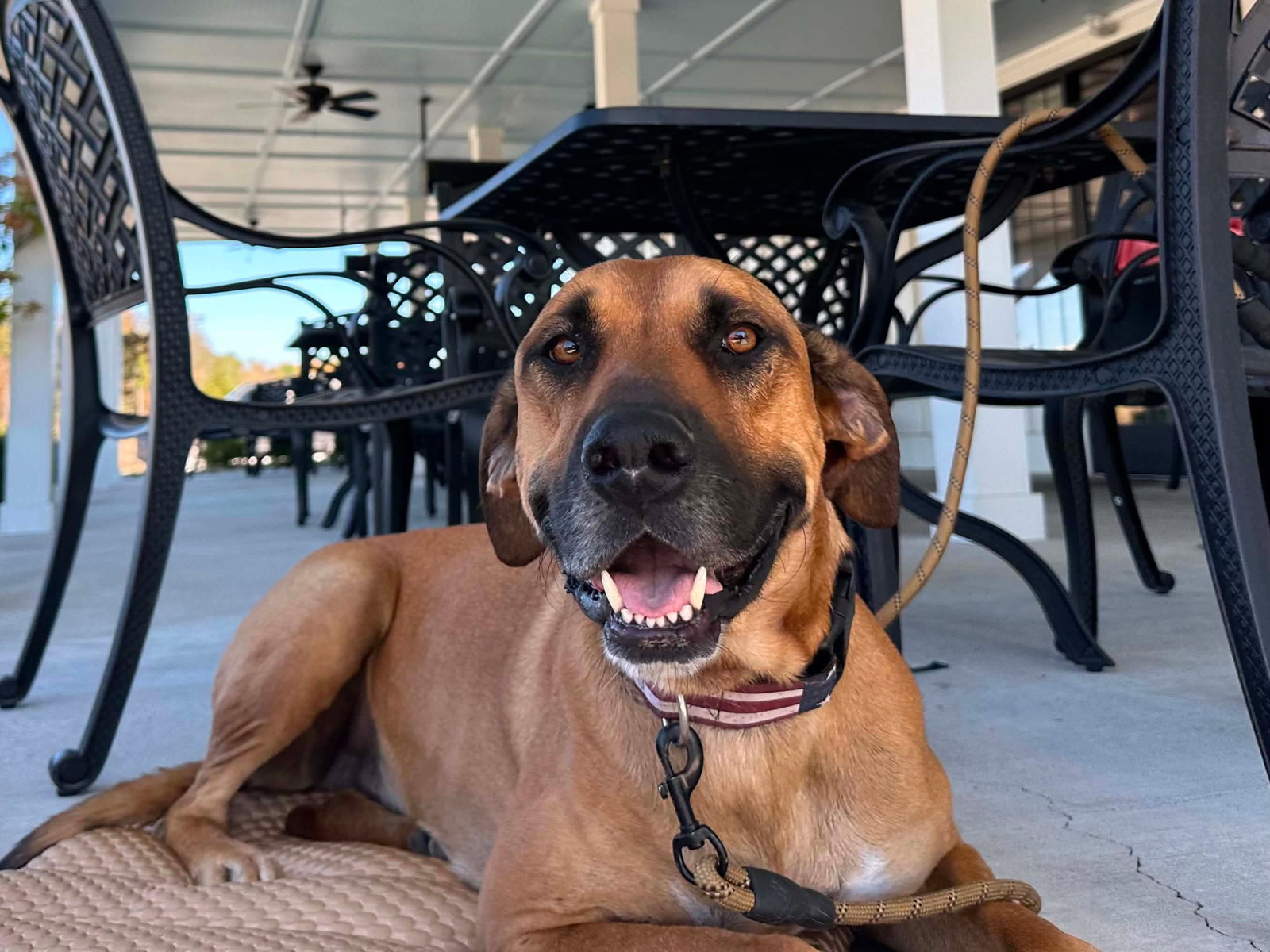 Duke