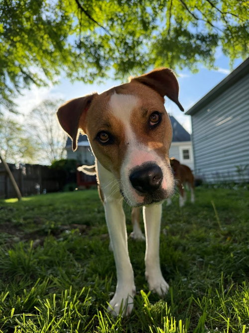 Shark Finn, an adoptable American Pit Bull Terrier in Germantown, OH