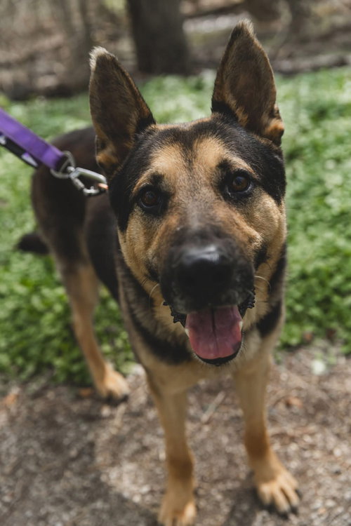 Christopher Robin, an adoptable German Shepherd Dog in Germantown, OH