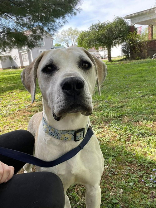Creighton, an adoptable Labrador Retriever in Germantown, OH