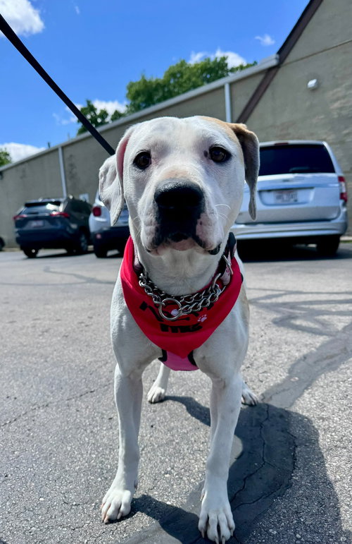 Kimba, an adoptable Hound in Germantown, OH
