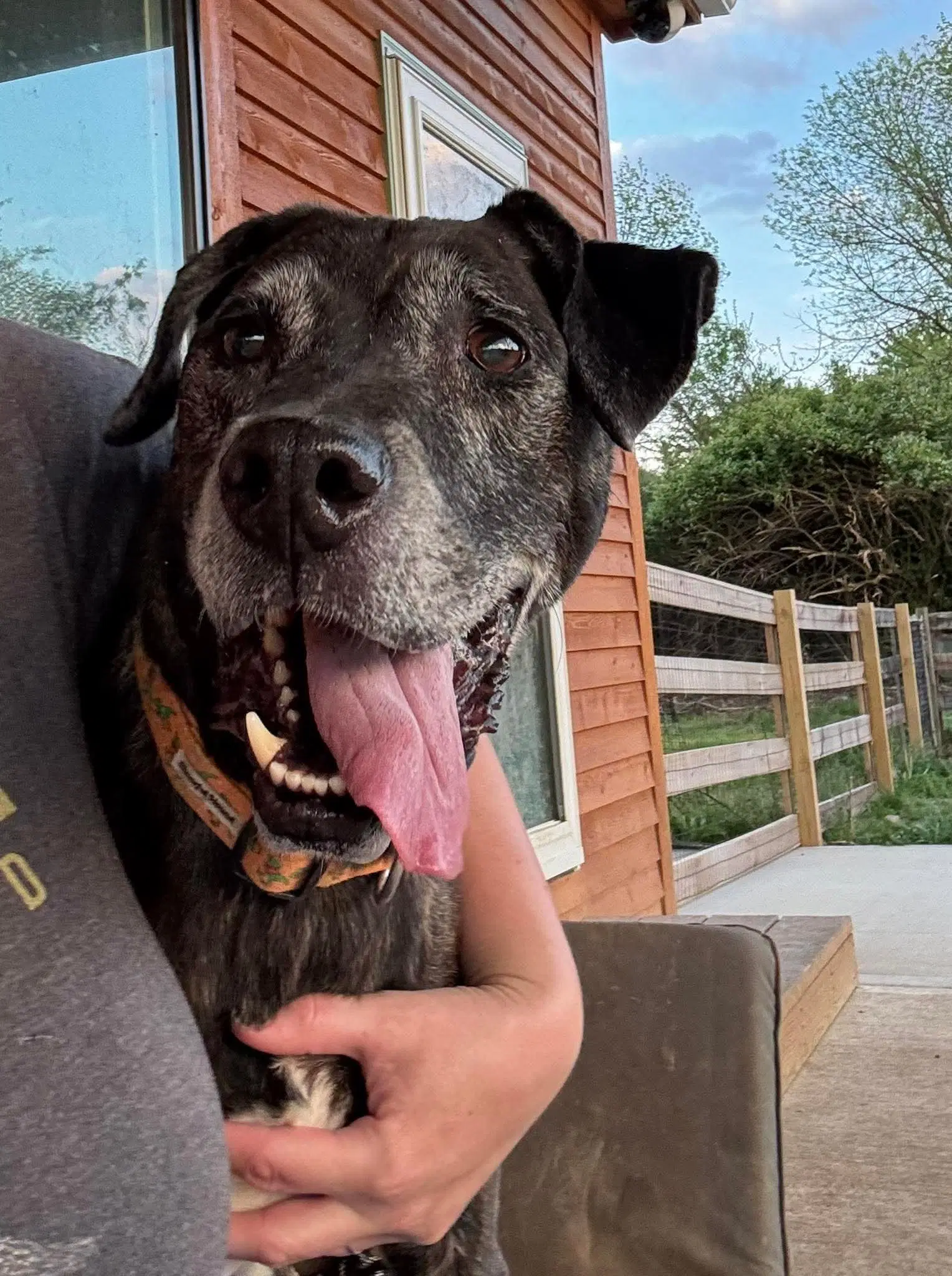 Winston - American Pit Bull Terrier