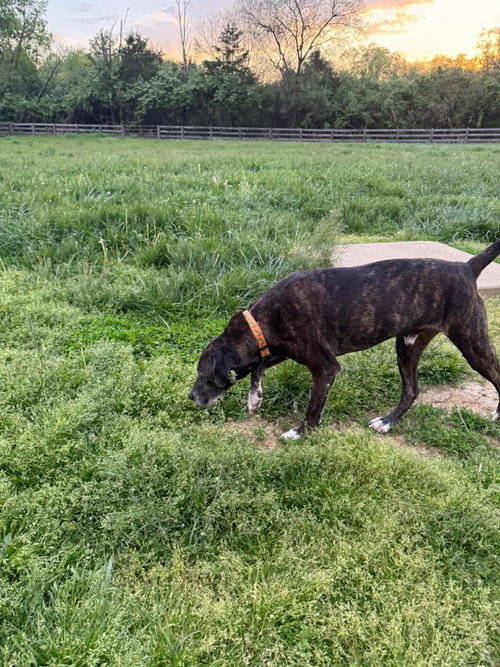 Winston, photo 6