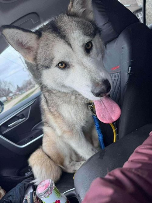 Luna at Large, an adoptable Husky in Germantown, OH