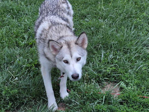 Photo 5 of Luna at Large