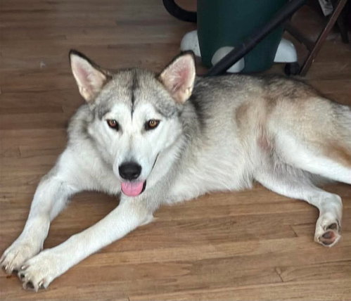Photo 3 of Luna at Large