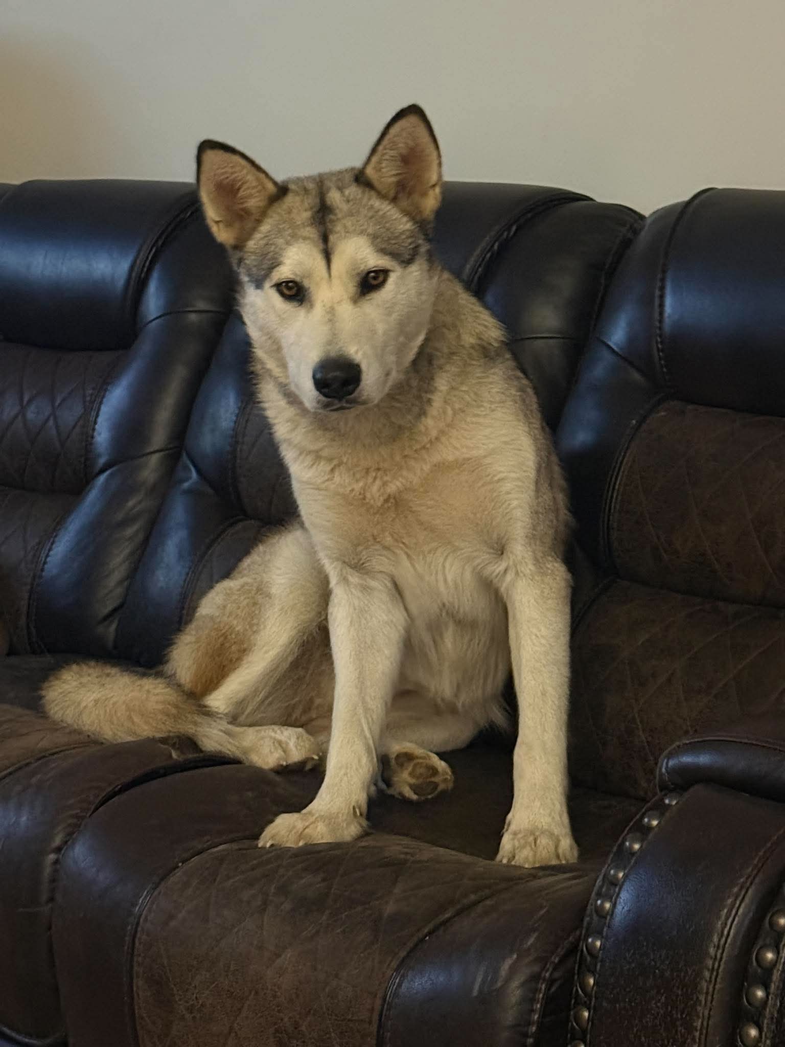 Luna at Large