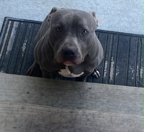 Wino, an adoptable American Pit Bull Terrier in Germantown, OH