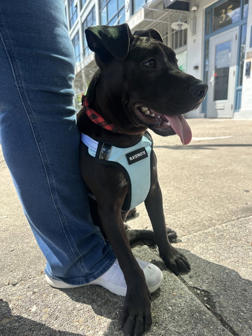 Ardmore, an adoptable American Pit Bull Terrier in Germantown, OH