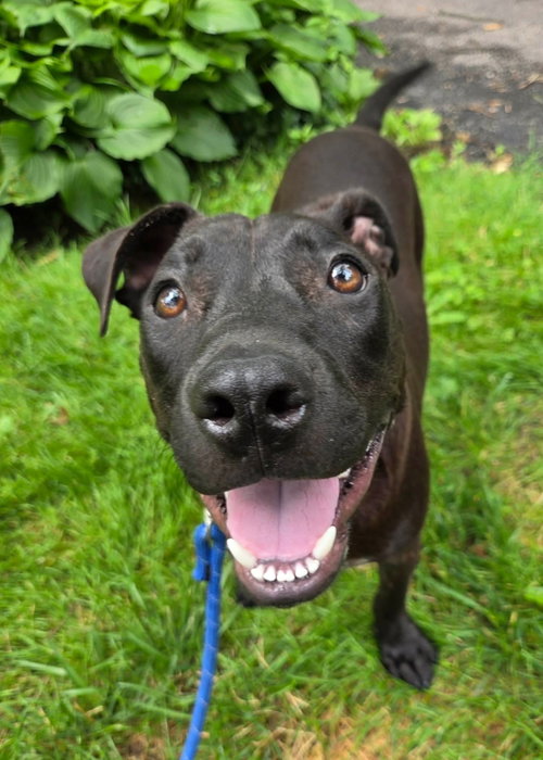 Ardmore, an adoptable American Pit Bull Terrier in Germantown, OH