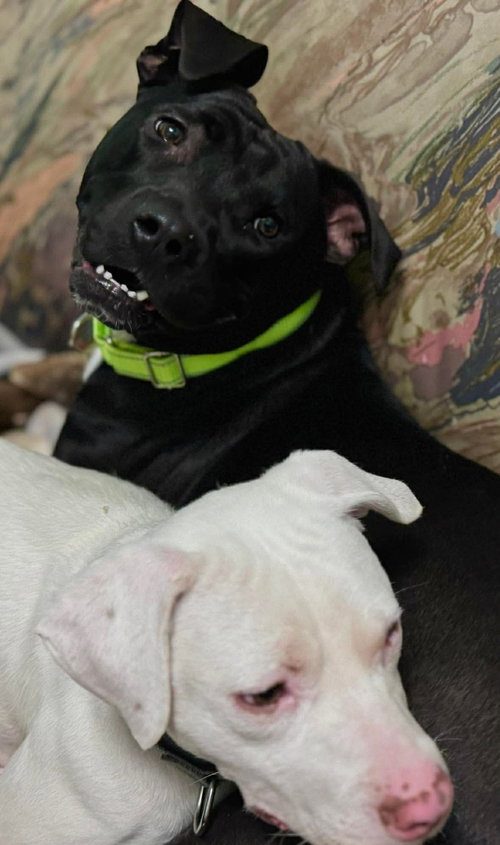 Bellisima, an adoptable American Pit Bull Terrier in Germantown, OH