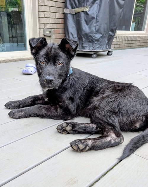 Parfait, an adoptable Unknown breed in Germantown, OH