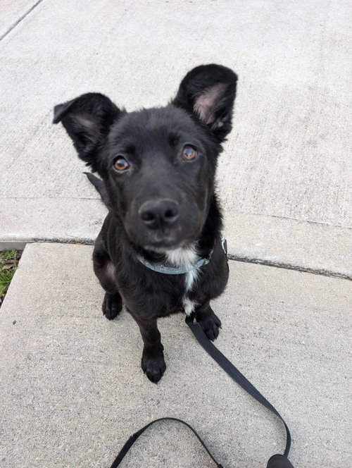 Parfait, an adoptable Unknown breed in Germantown, OH