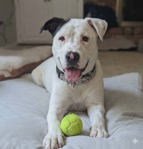 Pinto, an adoptable American Bulldog in Germantown, OH