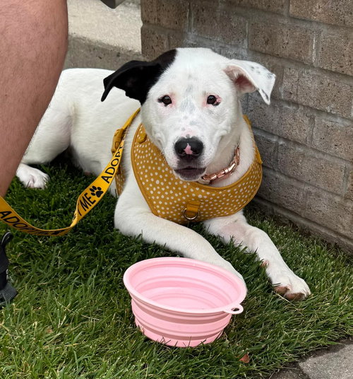 Pinto, an adoptable American Bulldog in Germantown, OH