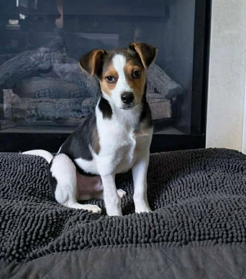 Cashius Howl, an adoptable Beagle in Germantown, OH