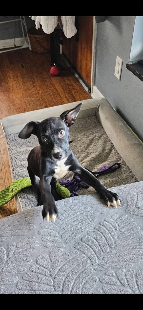 Rita Dolce, an adoptable Unknown breed in Germantown, OH