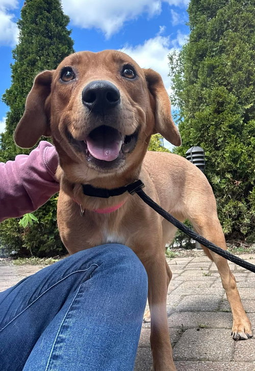 Star Dancer, an adoptable Hound in Germantown, OH