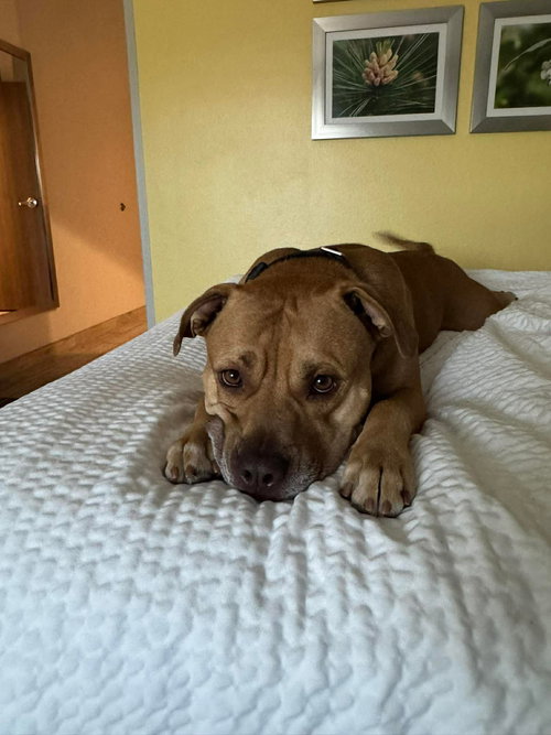 Kross, an adoptable American Pit Bull Terrier in Germantown, OH
