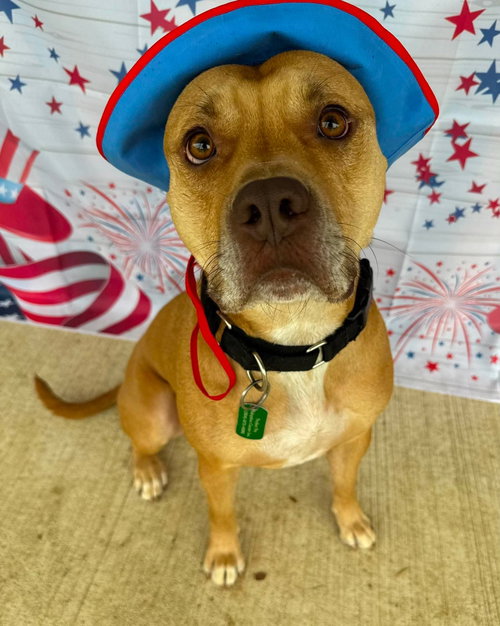 Kross, an adoptable American Pit Bull Terrier in Germantown, OH
