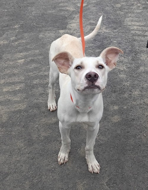 Meringue, an adoptable American Pit Bull Terrier in Germantown, OH