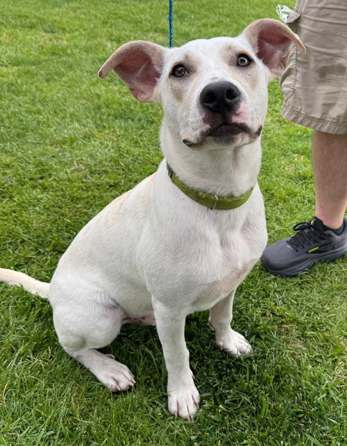 Meringue, an adoptable American Pit Bull Terrier in Germantown, OH