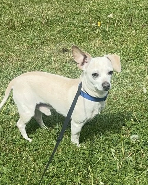 Radar Max, an adoptable Chihuahua in Germantown, OH