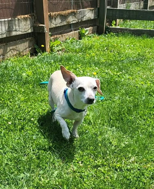 Radar Max, an adoptable Chihuahua in Germantown, OH