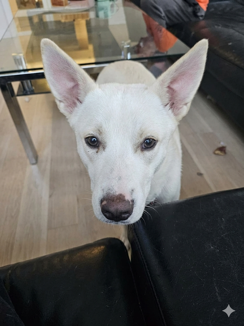 Bellis, an adoptable Unknown breed in Germantown, OH
