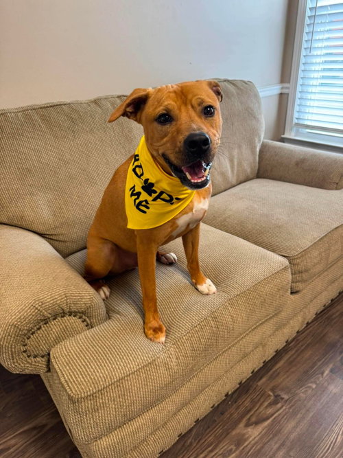 Sandman, an adoptable American Pit Bull Terrier in Germantown, OH
