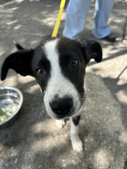Akira Mavis, an adoptable Border Collie in Germantown, OH