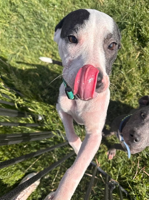 Posy, an adoptable American Pit Bull Terrier in Germantown, OH