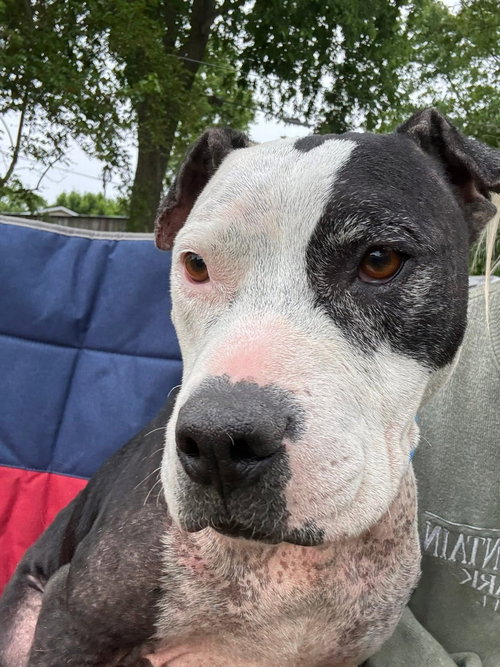 Jar Jar Binks, an adoptable American Pit Bull Terrier in Germantown, OH
