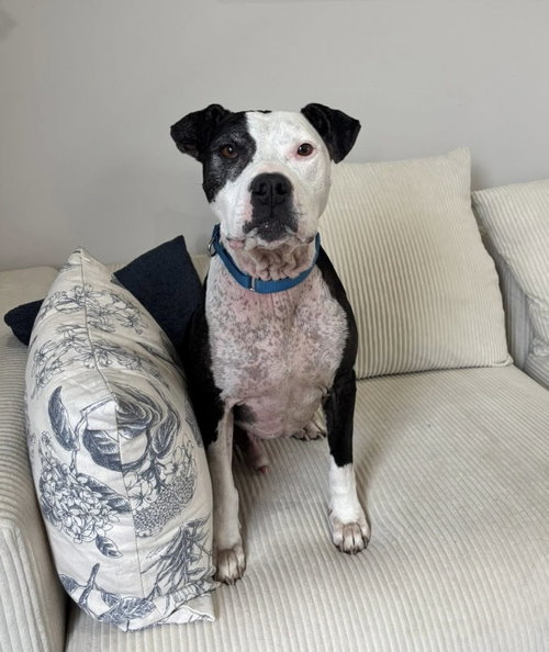 Jar Jar Binks, an adoptable American Pit Bull Terrier in Germantown, OH