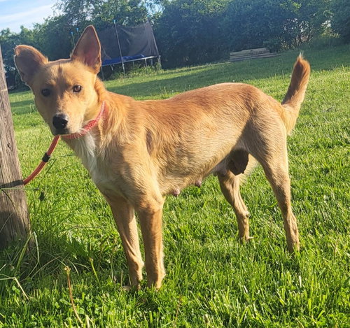 Mattel, an adoptable Golden Retriever in Germantown, OH