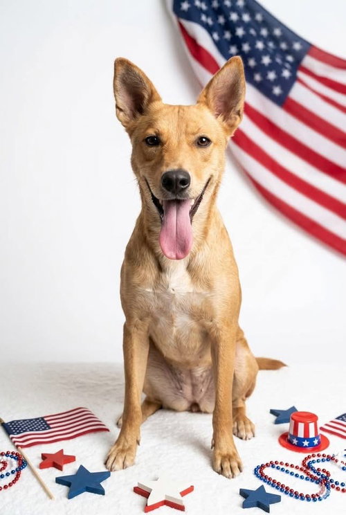 Mattel, an adoptable Golden Retriever in Germantown, OH