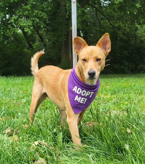 Mattel, an adoptable Golden Retriever in Germantown, OH