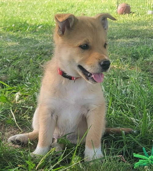 Bananagram, an adoptable Golden Retriever in Germantown, OH
