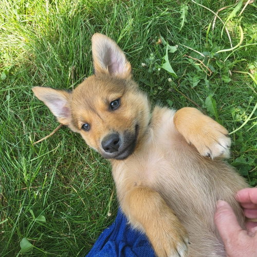 Balderdash, an adoptable Golden Retriever in Germantown, OH