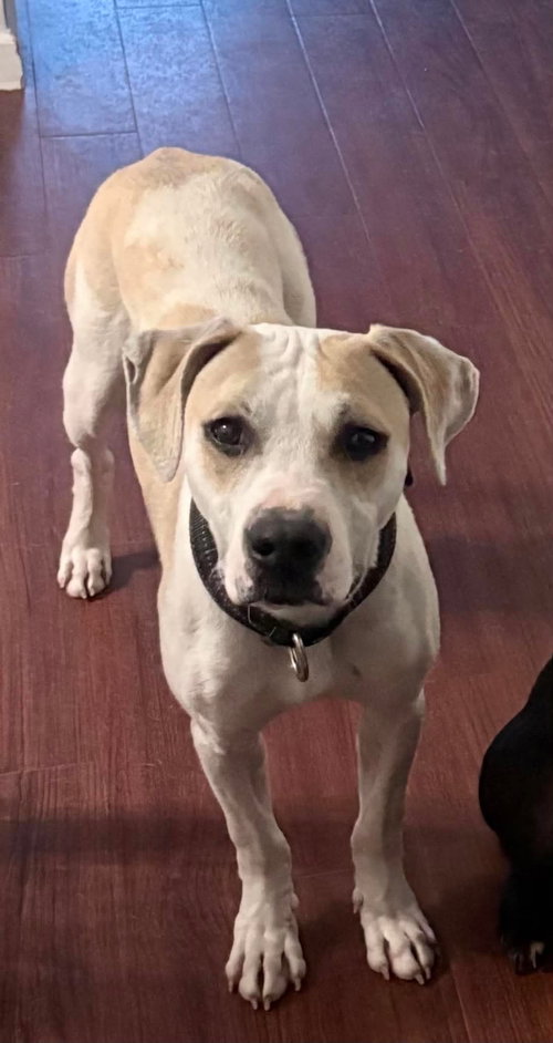 Shai Apollo, an adoptable American Pit Bull Terrier in Germantown, OH