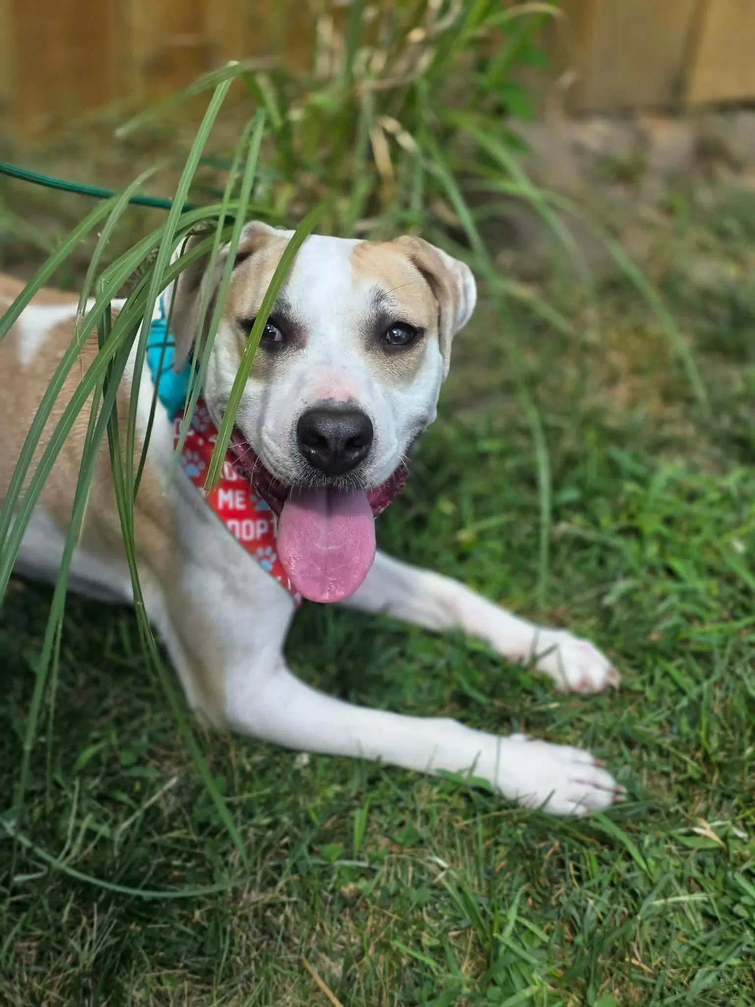 Sheriff Woody - American Pit Bull Terrier