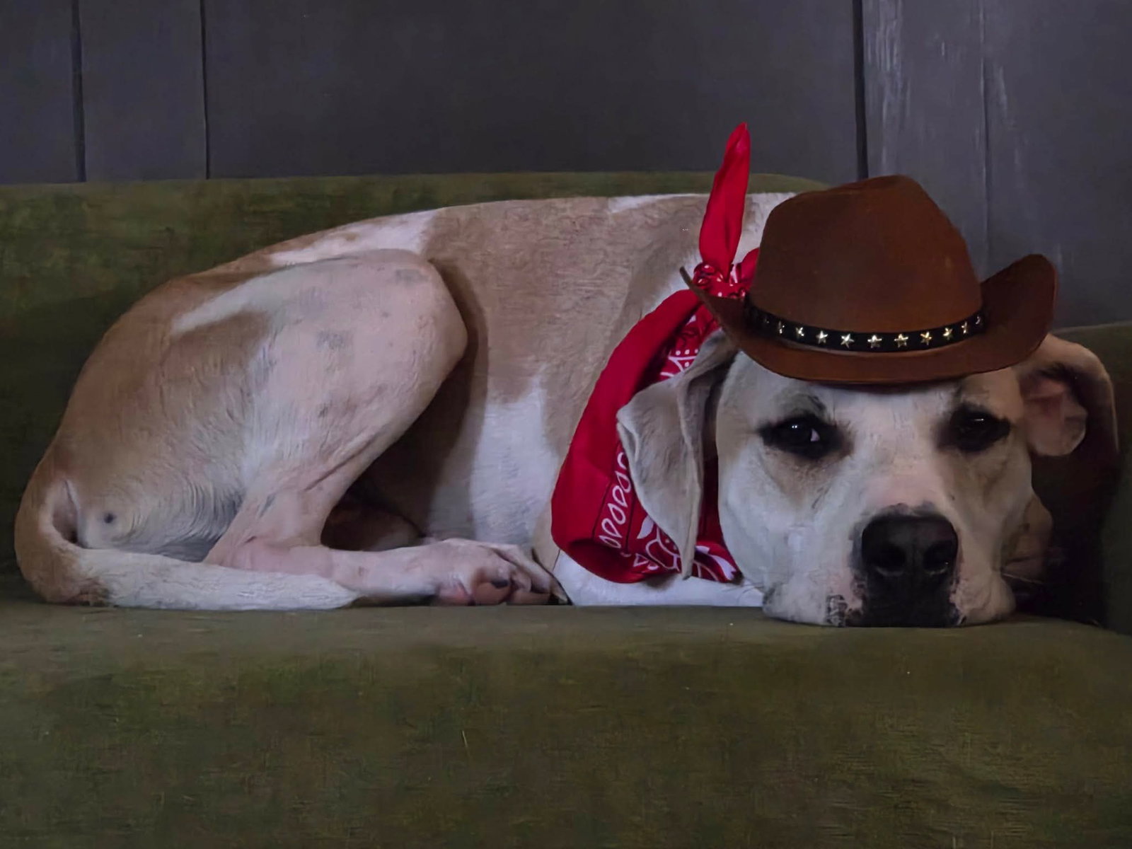 Sheriff Woody, photo 2