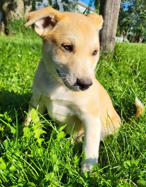 Hungry Hippo, an adoptable Husky in Germantown, OH