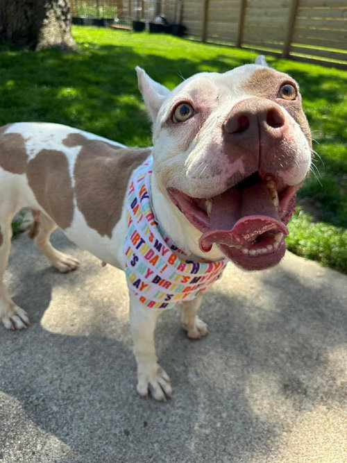 Miss Piggie, an adoptable American Pit Bull Terrier in Germantown, OH