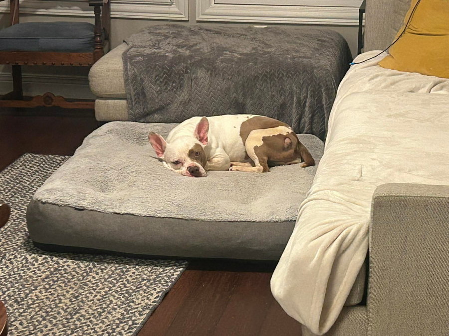 Miss Piggie